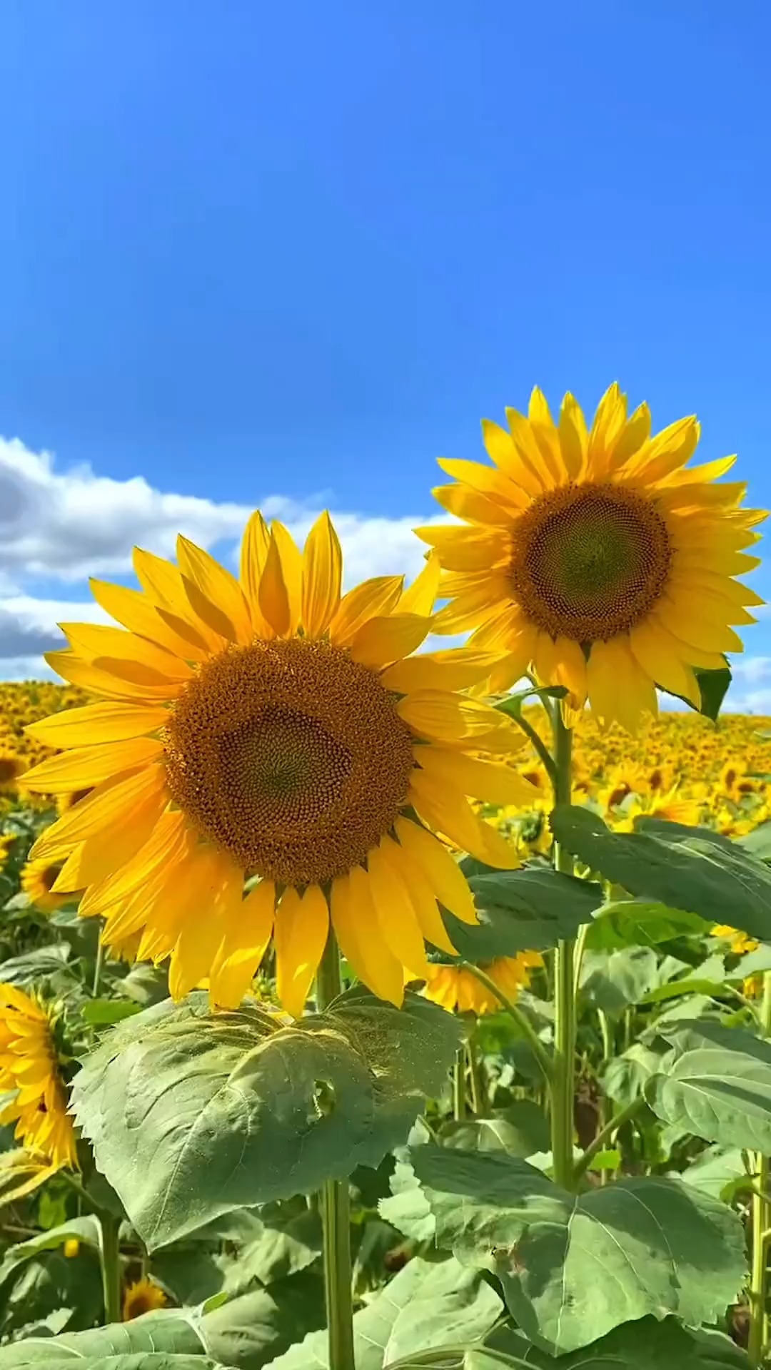 向日葵有一个很好的花语:入目无他人,四下皆是你.