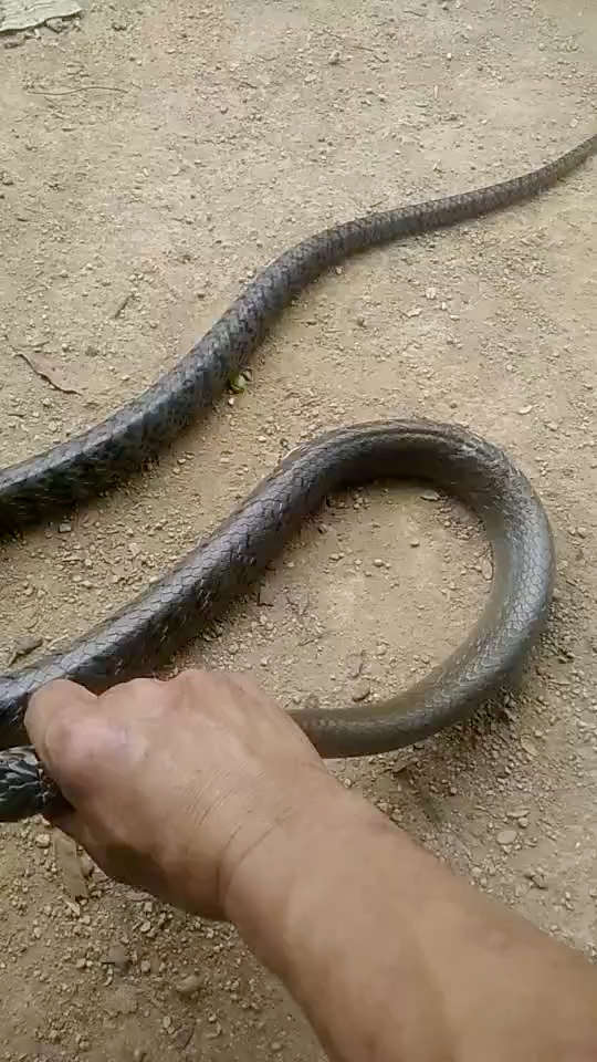 大兄弟,徒手抓蛇,吓到我了.