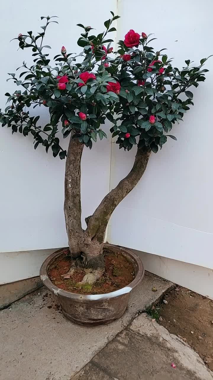 精品茶梅盆景老桩