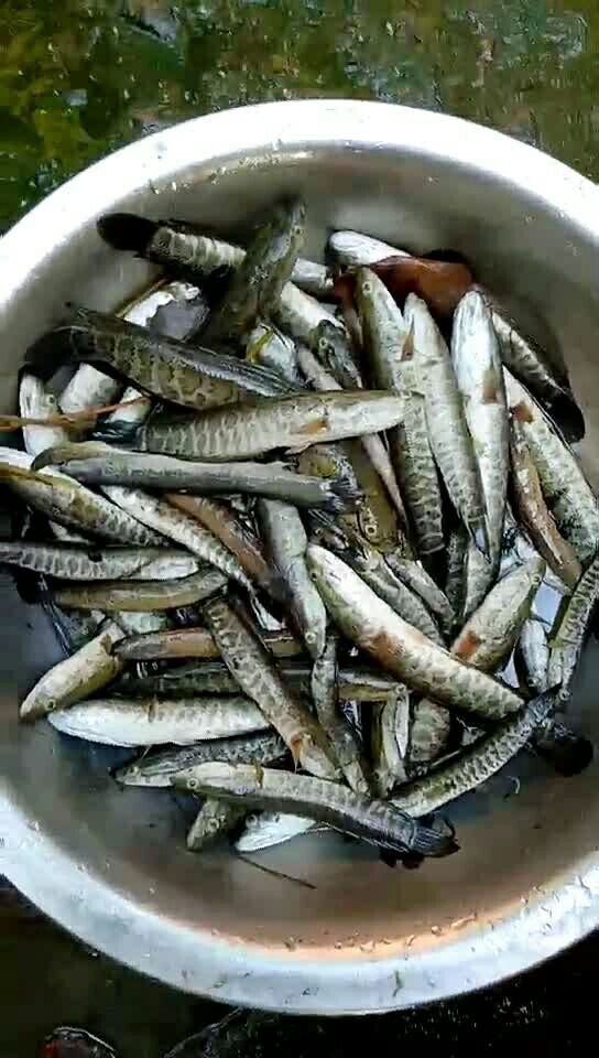 这是夏天农忙的时候死的一部分小黑鱼