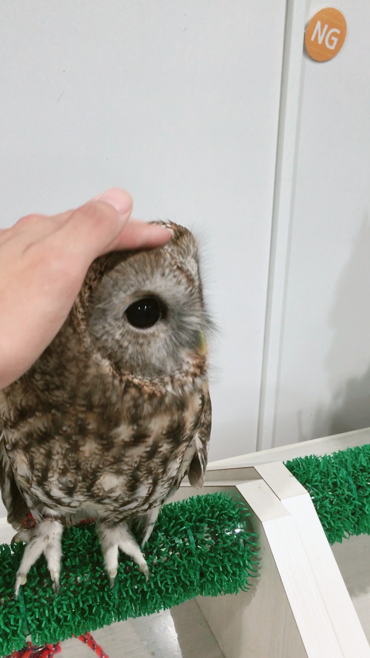 原鸮科,小家伙摸一摸之后还害羞了96!