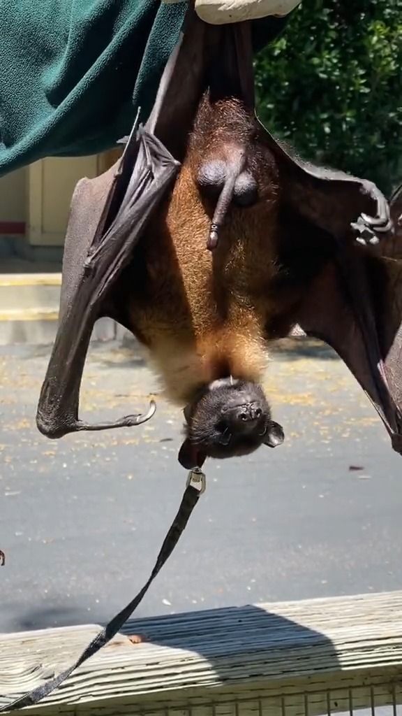 您知道蝙蝠是在自己的尿液中洗澡吗?