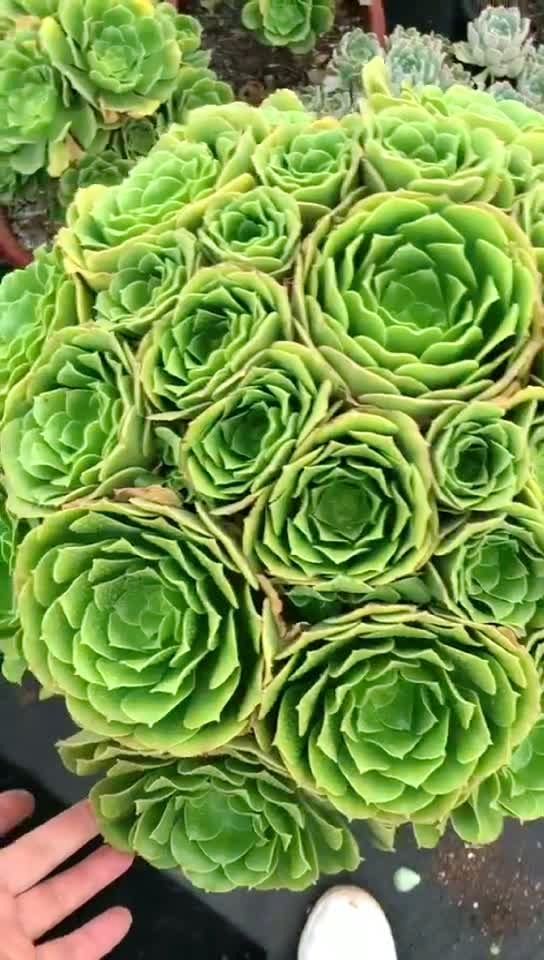 绿玫瑰法师[色][色]06680这造型霸气[皱眉][皱眉]