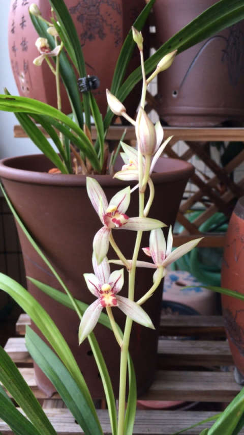 建兰 . 高山春色