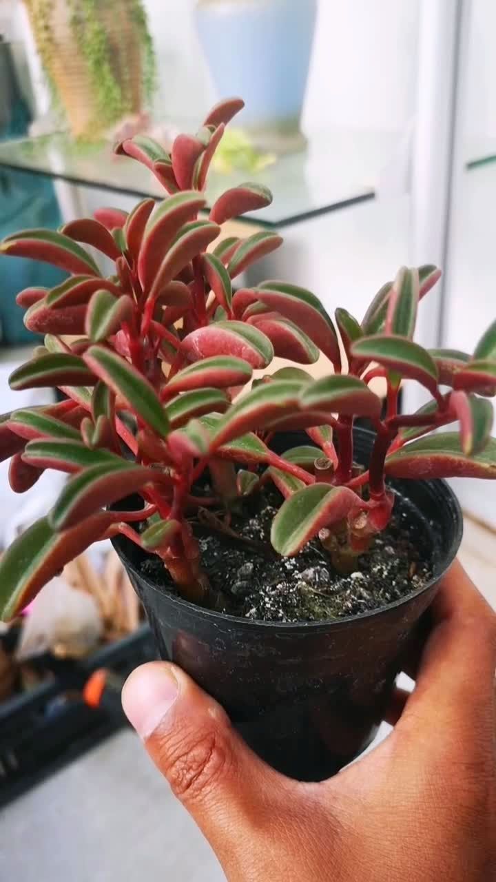 多肉植物红背椒草