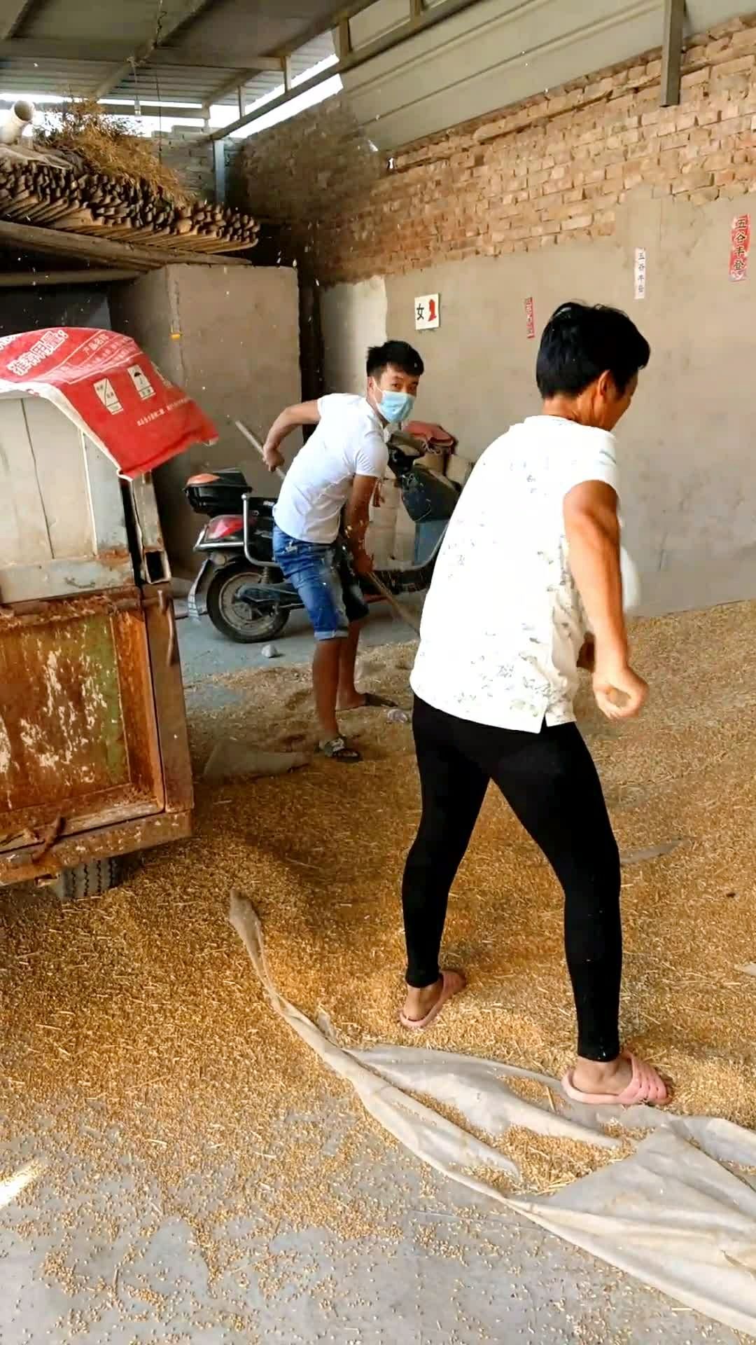 腾院子卖麦子,来妈妈家干活