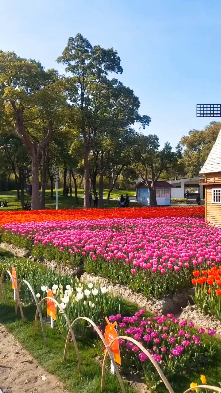 风和日丽春光好!