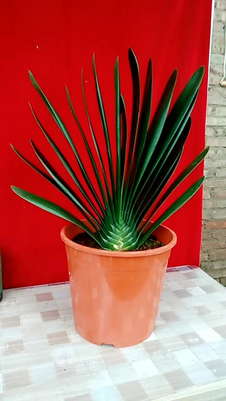 立板油匠短叶君子兰