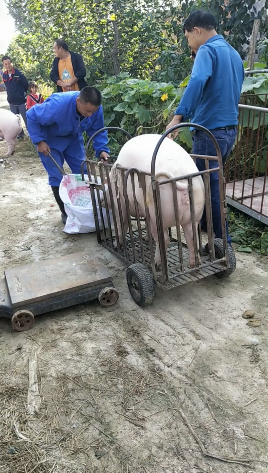 吃过猪肉,见过农村卖猪的吗,快来看看吧