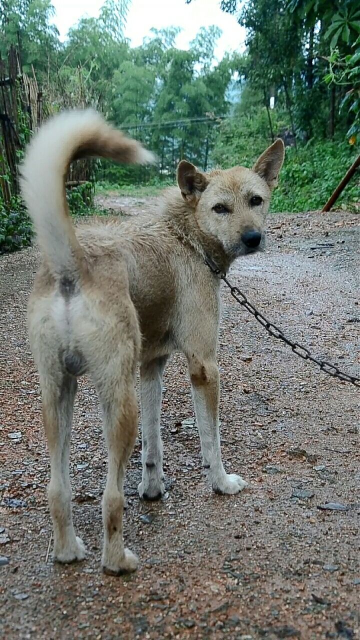 农村大山里的土猎狗98