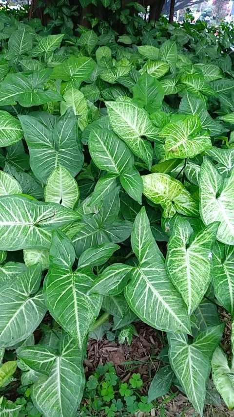 合果芋,喜阴植物.耐阴好养,也可以做水培.就喜欢花花的叶子.