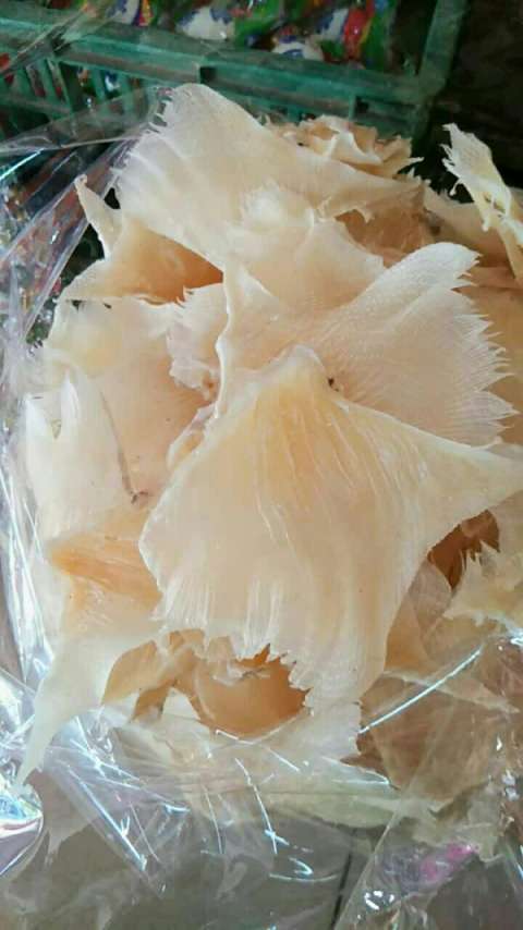 鱼翅回新货了,可炖汤,炒肉丝,打火锅.想要的亲赶紧微我哦!9595