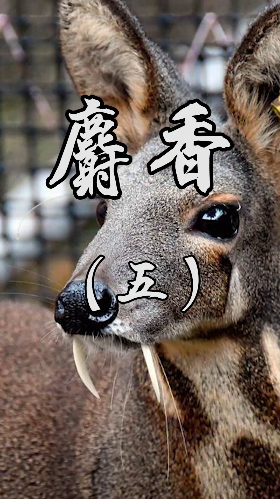 麝,又称为麝獐,香獐,种类少,麝的前肢短,后肢长,蹄小耳大,雌雄都无角