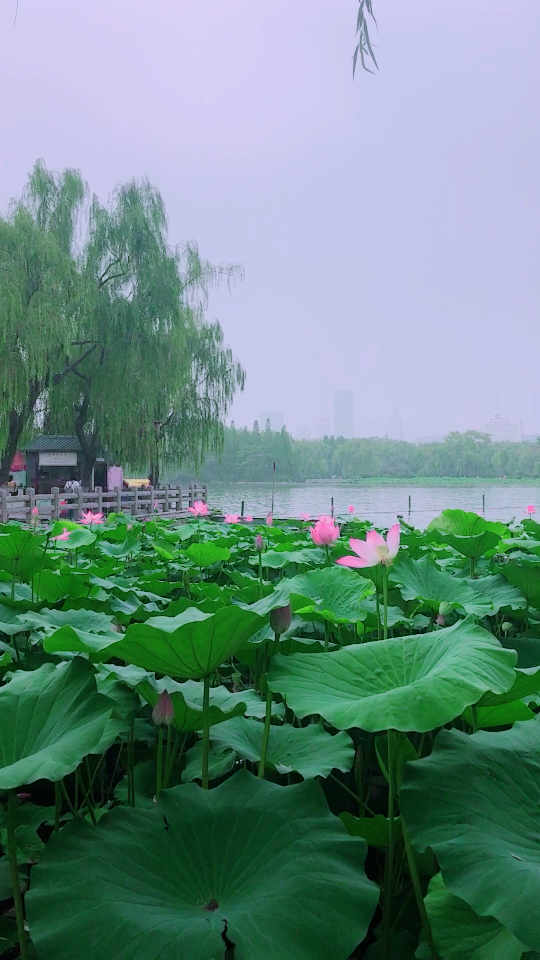 你还记得大明湖畔的,夏雨荷,那年_大山谷图库