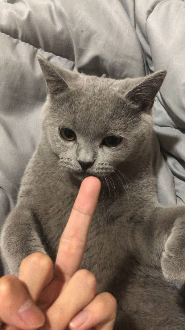 猫咪手指表情包图片