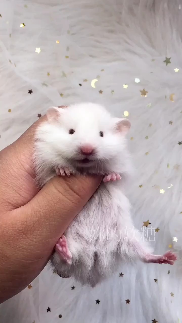 金丝熊#仓鼠日常#热门纯合象牙妹妹超温柔