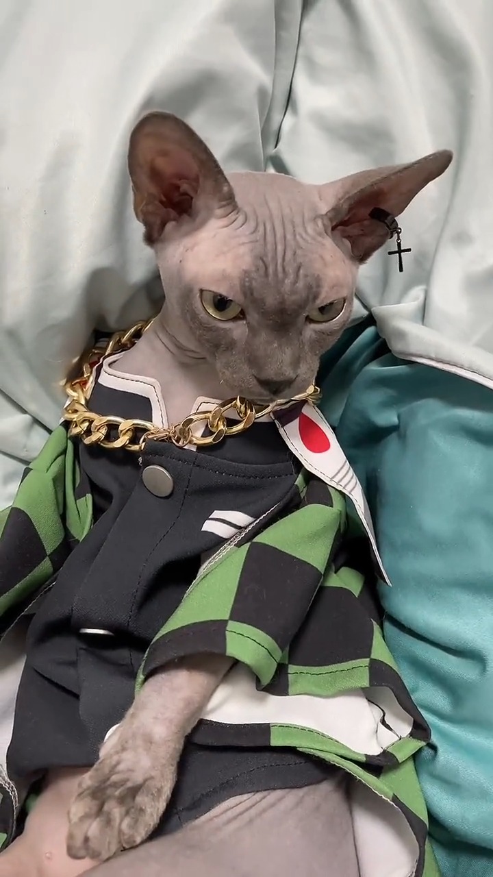 布鲁斯表示无毛猫的猫步可能跟其他猫不太一样