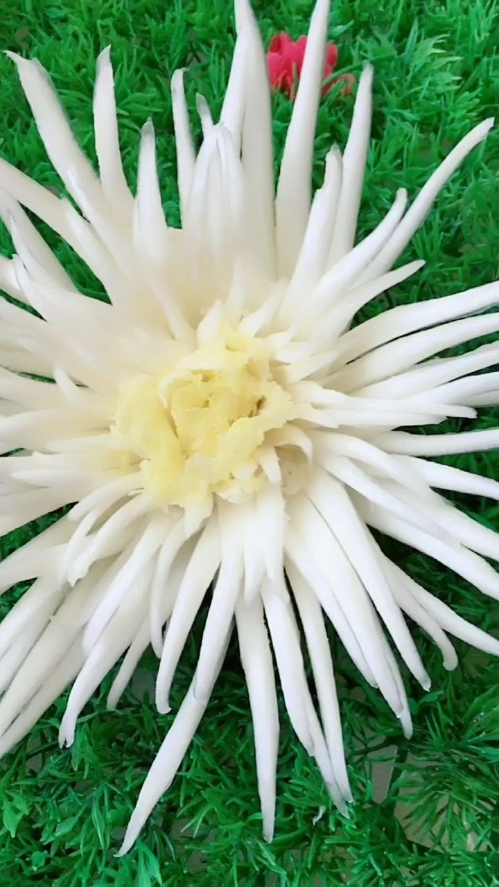 大白菜爆成了菊花