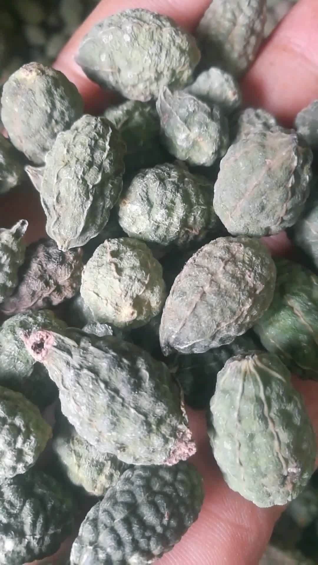 新疆吐鲁番野西瓜泡酒外用擦的,治疗风湿关节炎,腰腿疼效果特别好