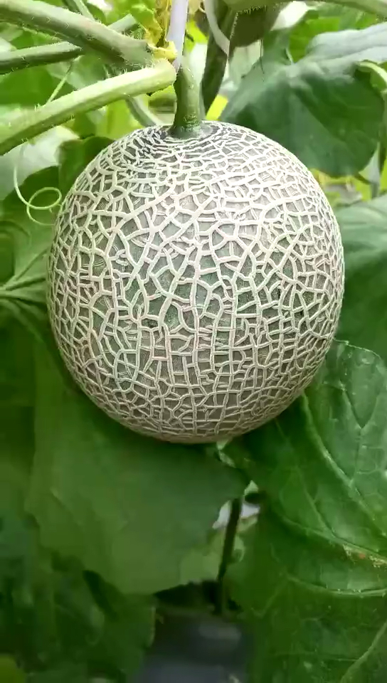 阿鲁斯蜜瓜97