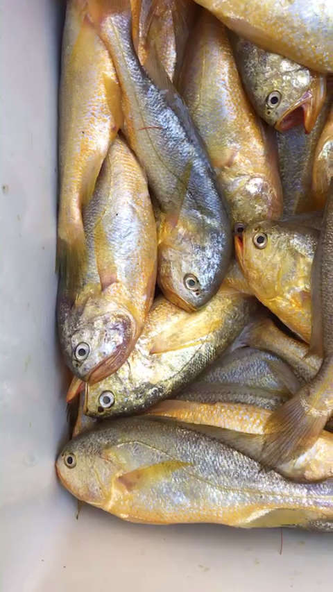 大头宝.了解一下