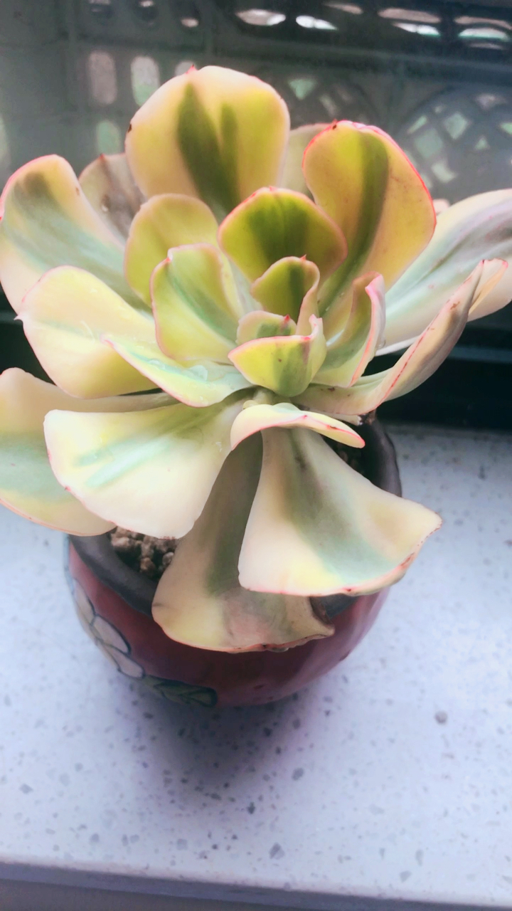 夕阳牡丹锦886 早起卖个肉