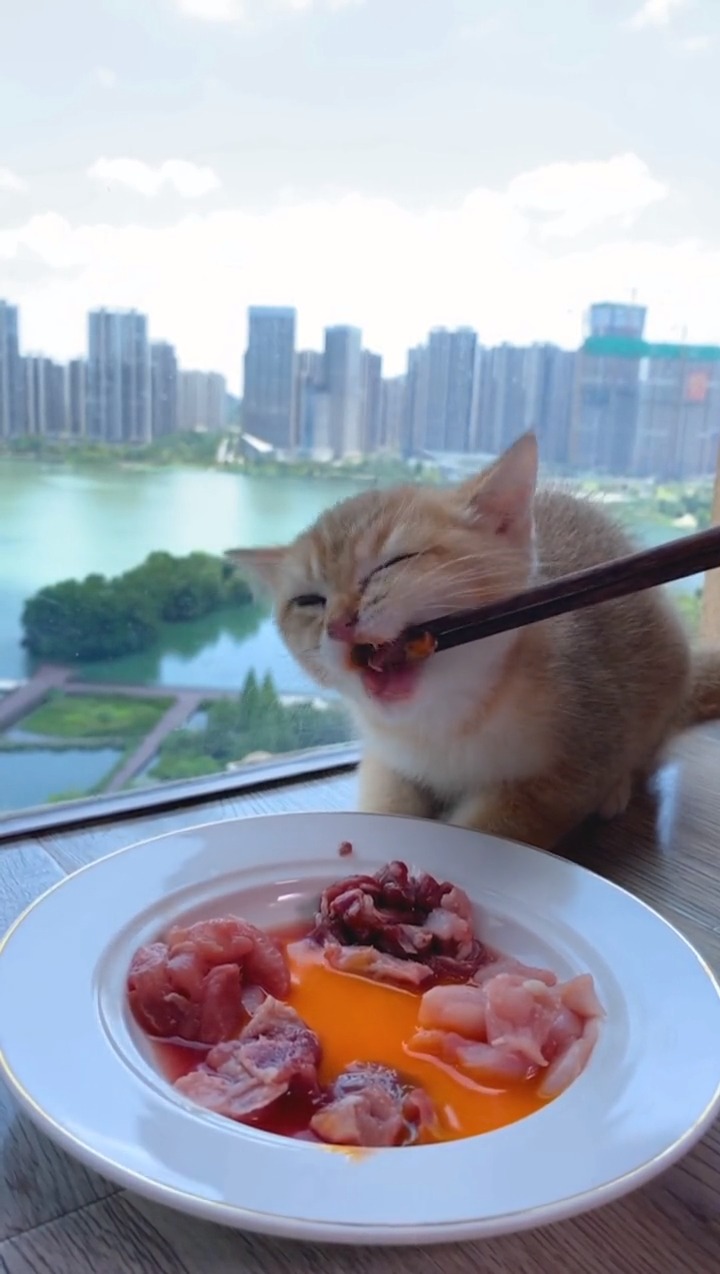 小猫咪吃肉都这么可爱,有谁能不爱呢!