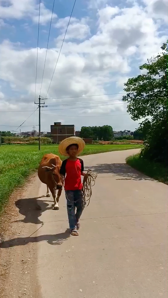 那一段秋天的记忆,走在风景里的放牛娃