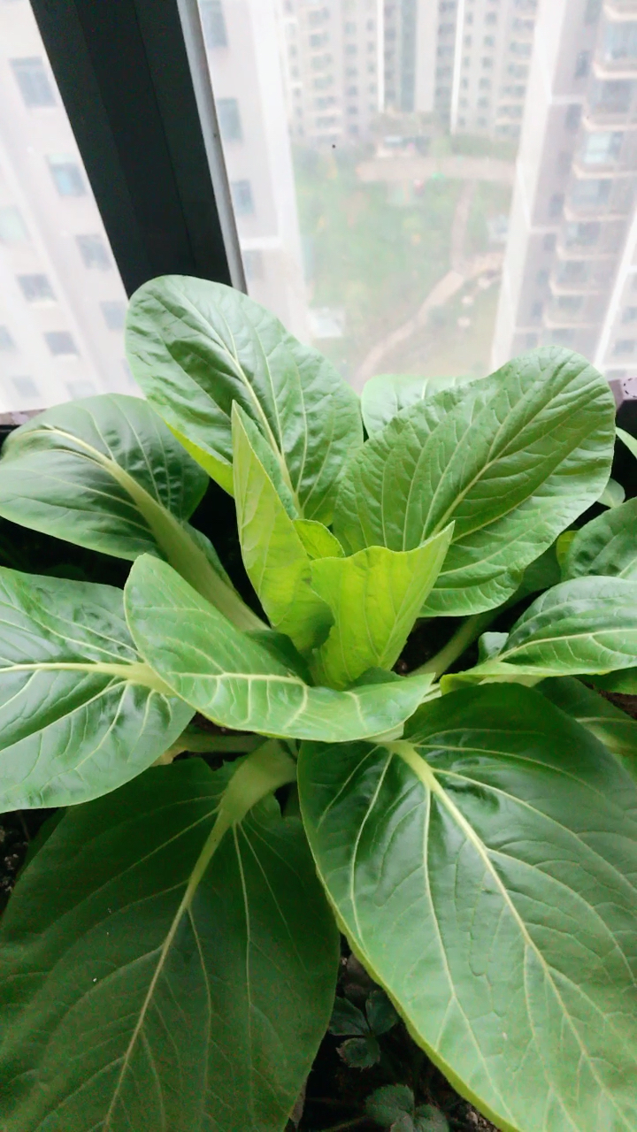 十二月您好!我们家的观赏白菜长势喜人