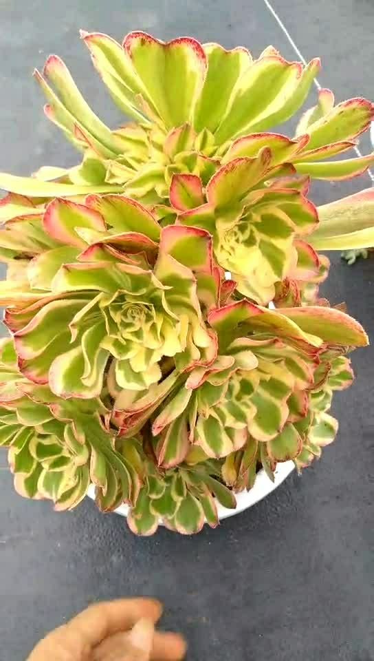 多肉植物  艳日伞