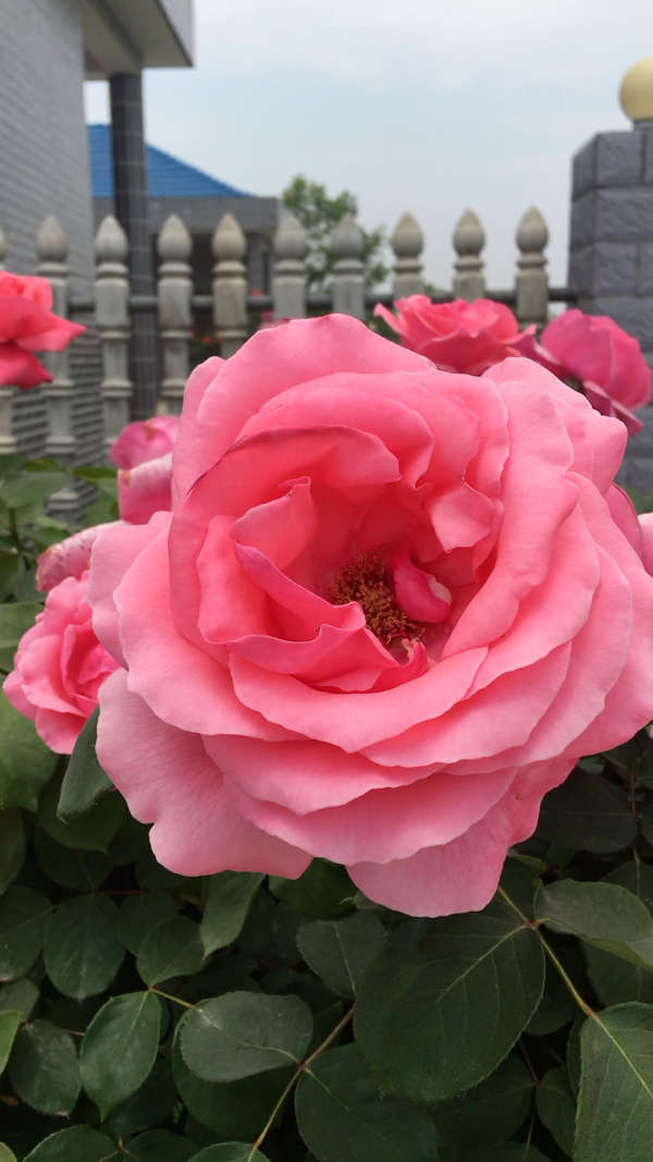 树桩月季 【粉扇】 经典国月,高贵大气