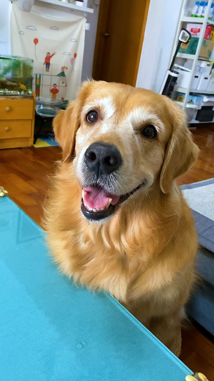 大壮今天不仅抢走了我的第一杯奶茶,还把我的衣服给吸破了!#萌宠#金毛