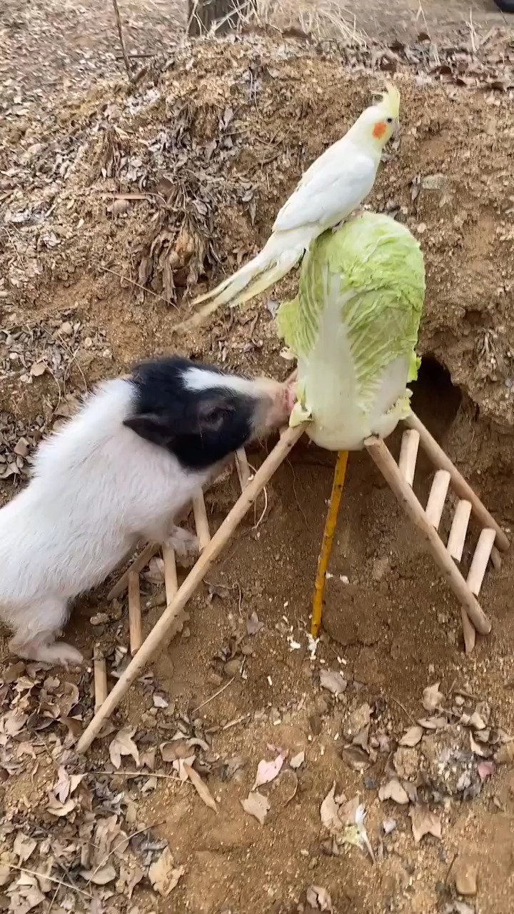 小猪吃白菜