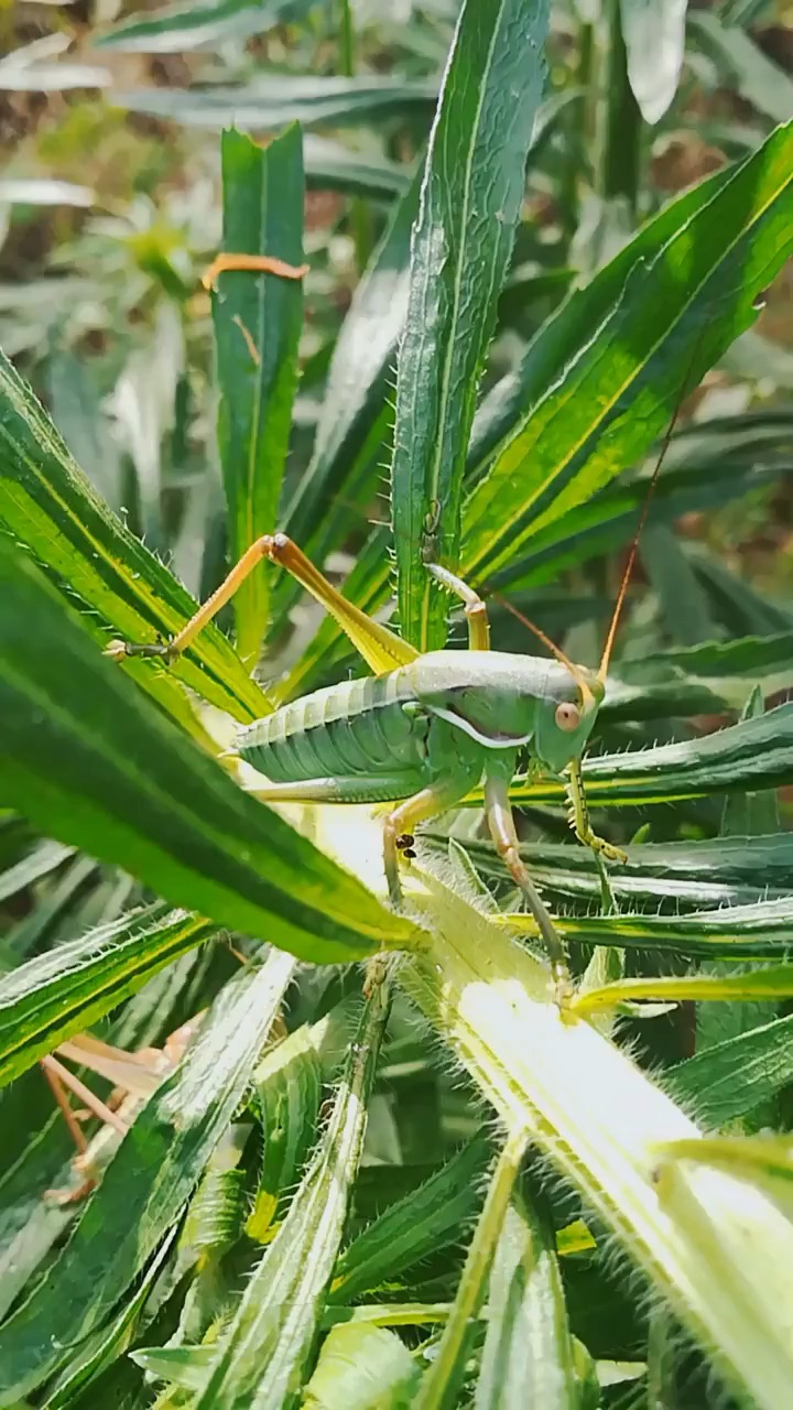 这样的蝈蝈真的爱了, 而且还很精致,还有肌肉呢!