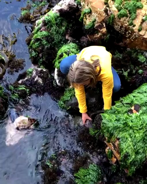 11岁澳洲小女孩英勇救下搁浅的鲨鱼宝宝