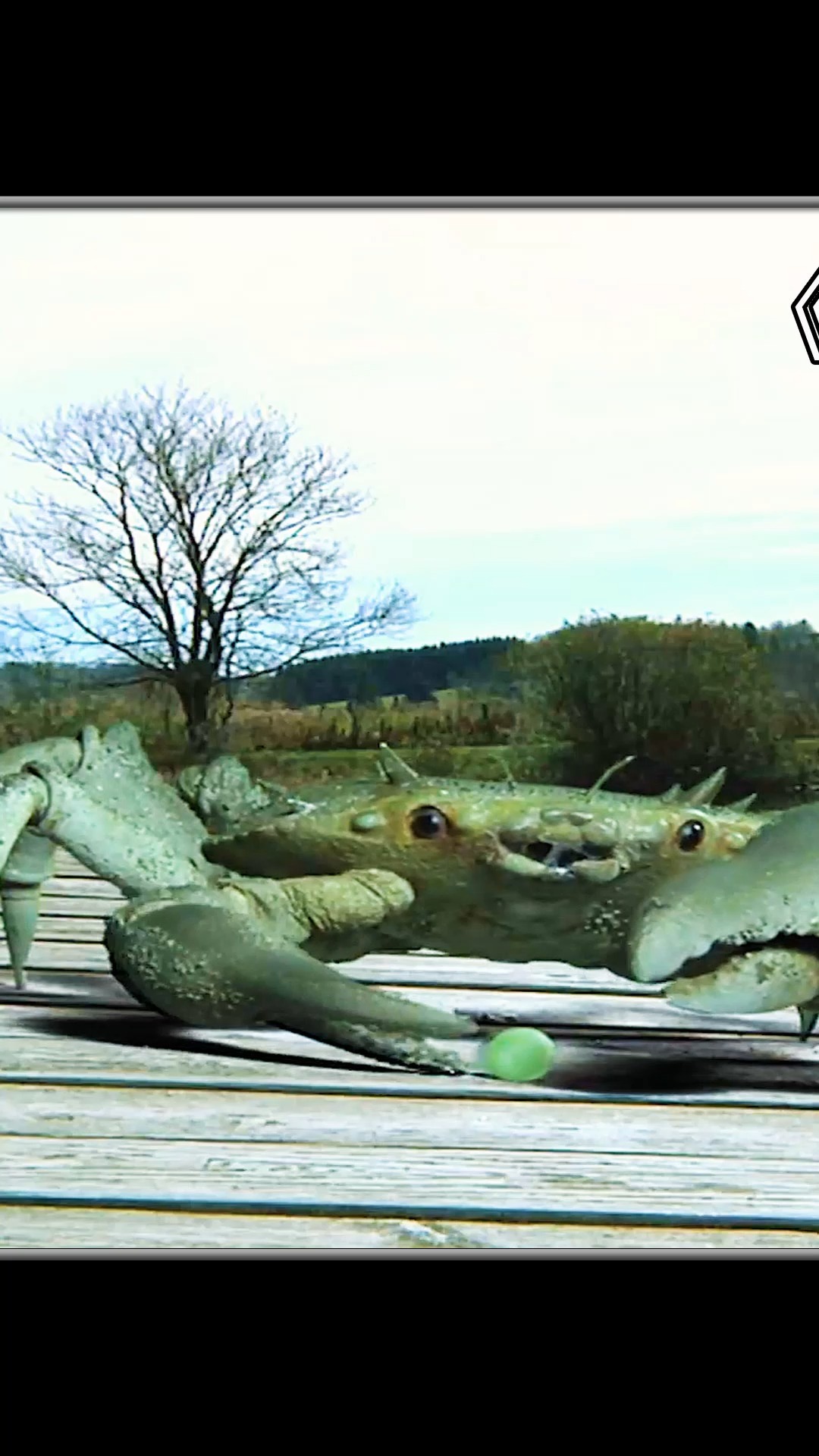 这只螃蟹成精了,竟然会发飙#惊悚电影