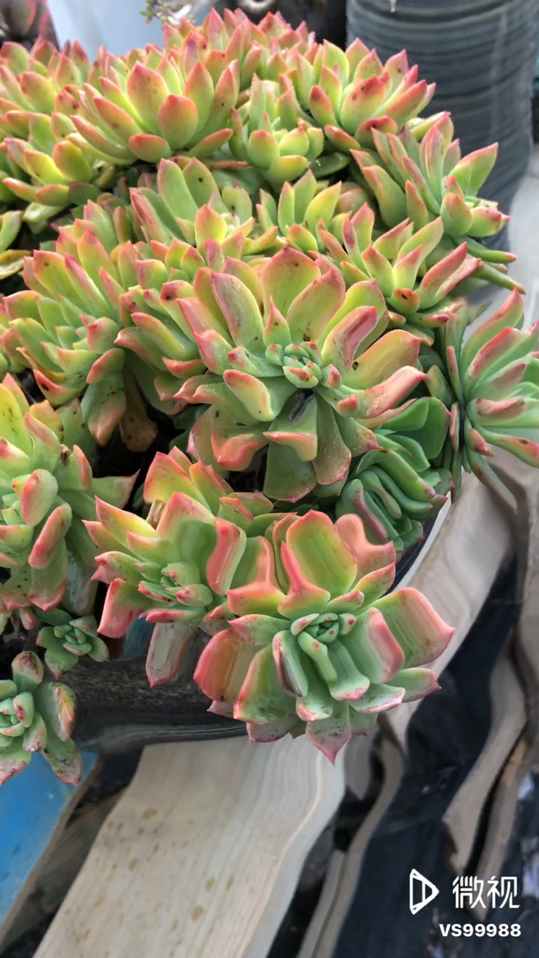 超大马库斯老桩,美爆!