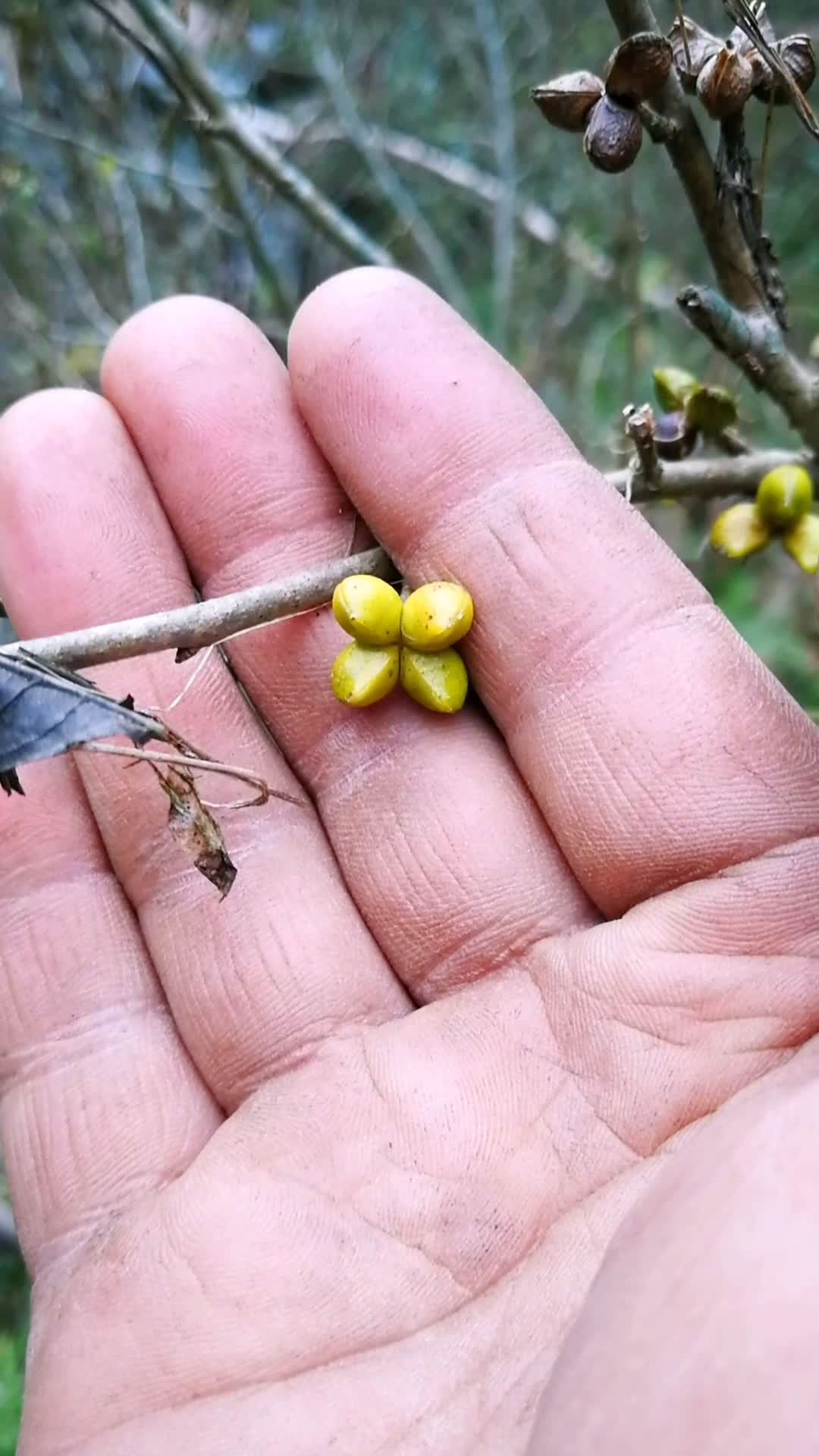 鬼箭羽,卫矛的果子.