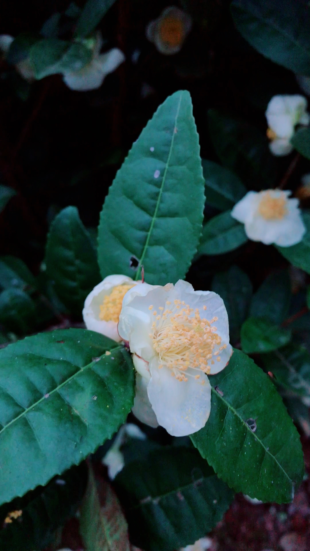 秋日龙井茶园赏茶花