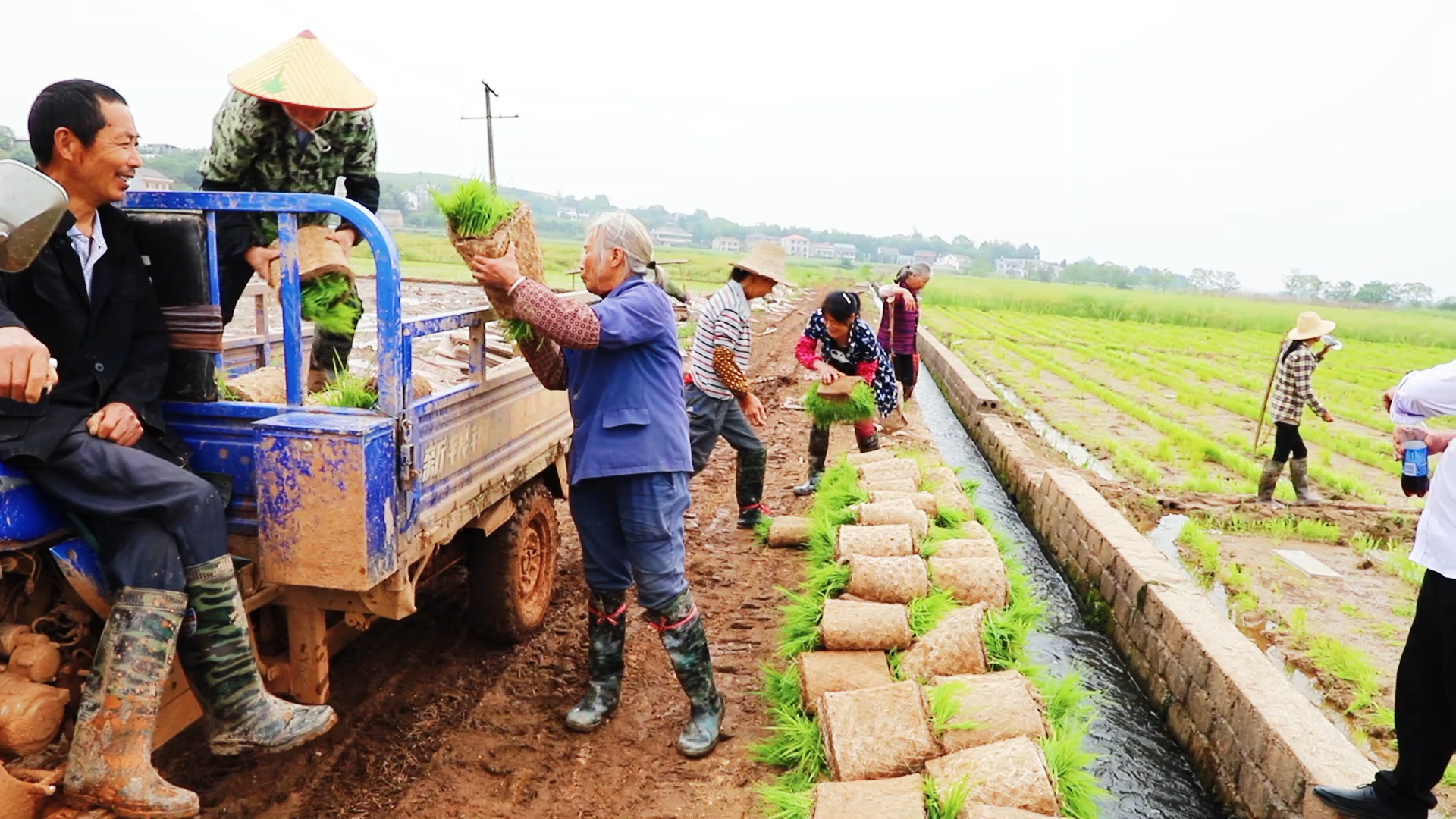 田园生活 #春耕 #农业 #劳动者是最美的人 #播种希望 #插秧季节