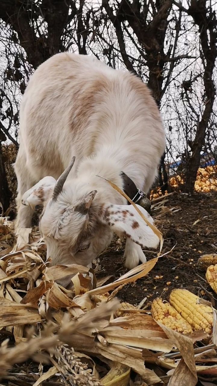 我的宠物独角羊