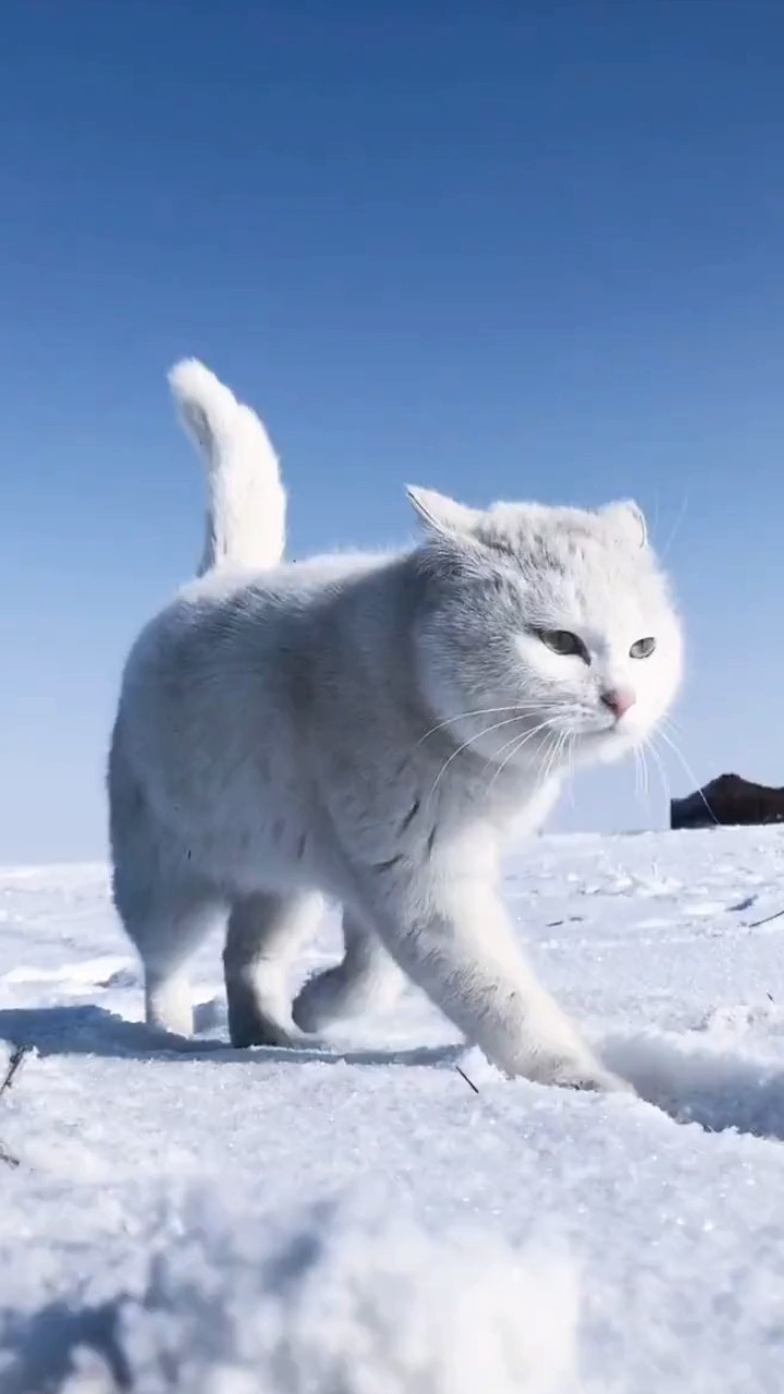高贵的猫走出妖娆的猫步