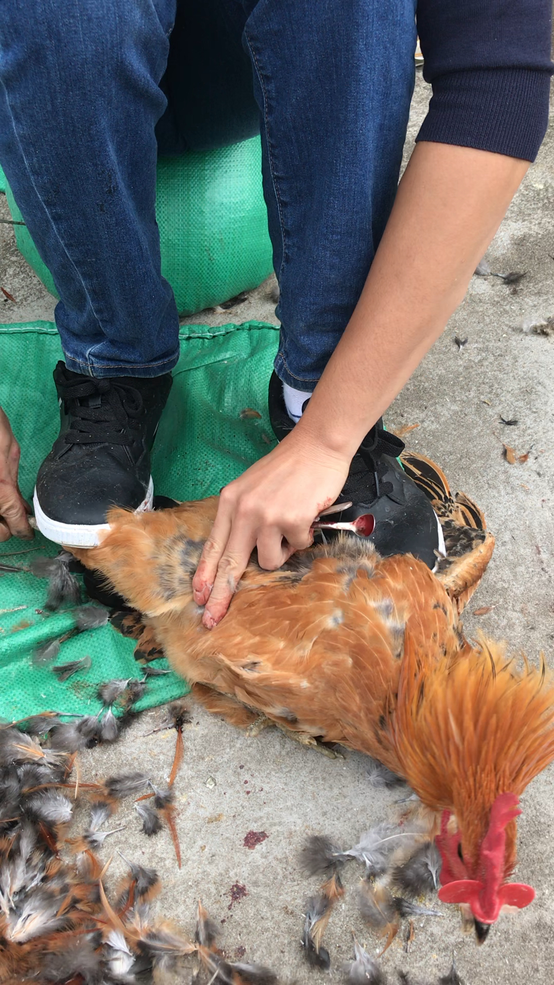 没有看过阉鸡师傅怎么阉大公鸡93的都往这里来