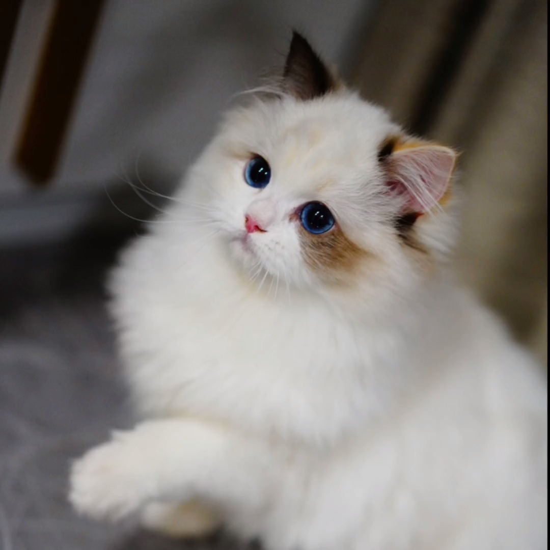 我们玳瑁布偶妹妹叫奶芙芙