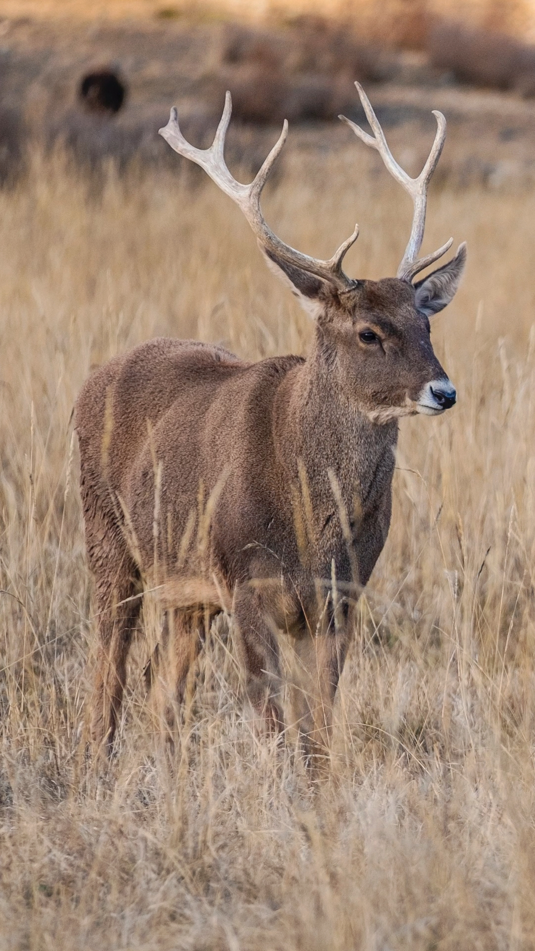 青藏神鹿-白唇鹿 国家级保护动物
