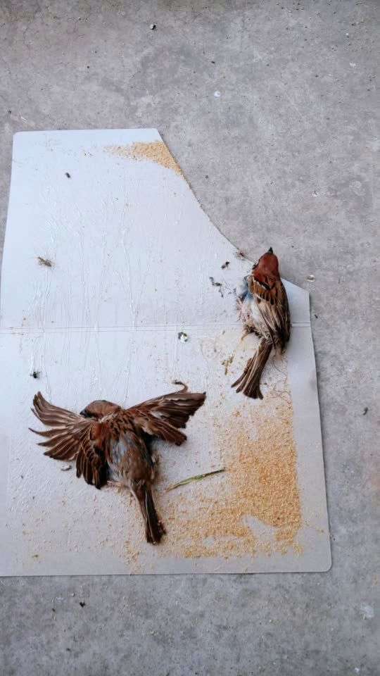 本来是想粘老鼠的,没想到粘到两只麻雀