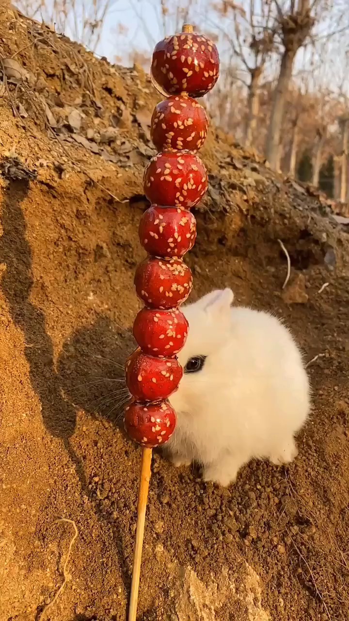 小兔子吃糖葫芦
