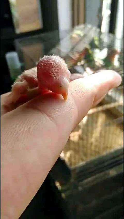 五天的黄桃小雏鸟