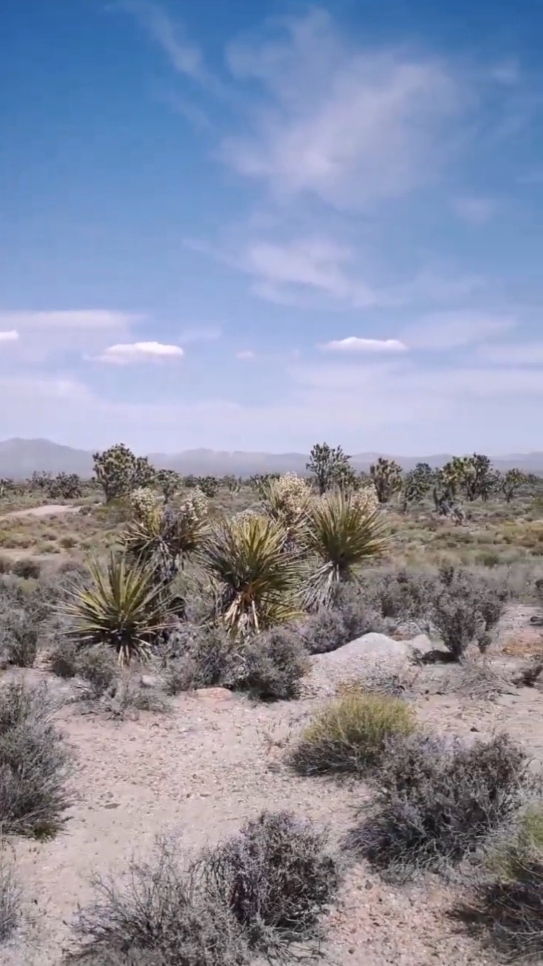 亚利桑那荒漠没有沙尘暴,要归功于这些耐旱植物!