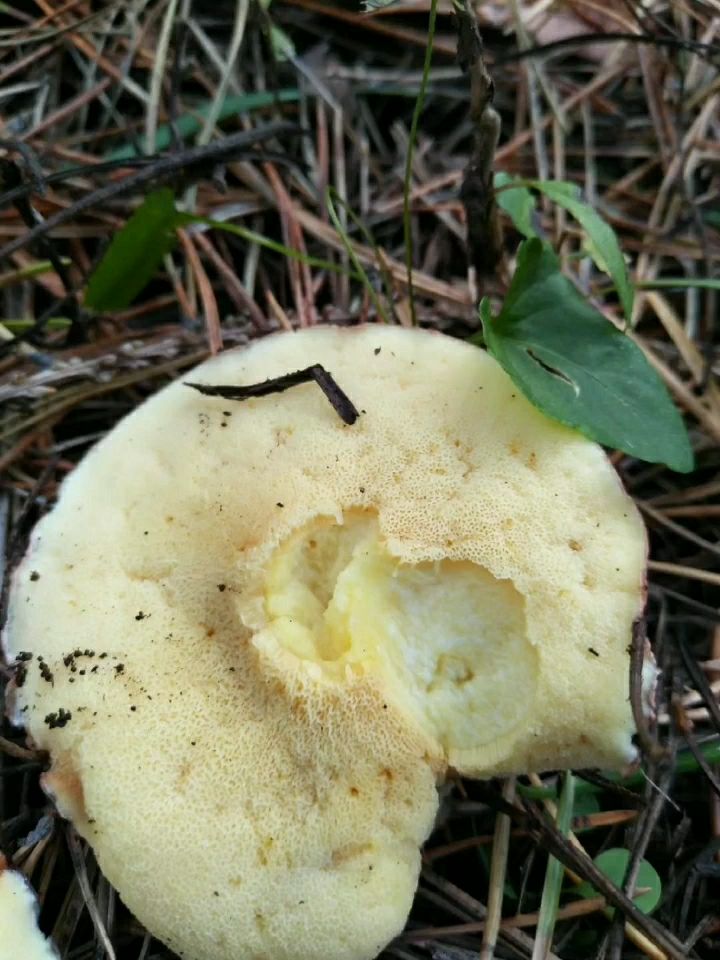 长白山野生"粘团子"多生长在多年生落叶松林里,蘑菇营养丰富,味美可口